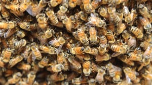 The Tragedy of Numbers, or Why (Some) REALTORS Should Embrace the Coming Storm