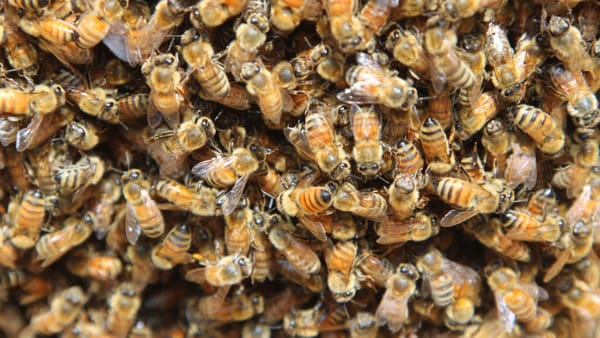 The Tragedy of Numbers, or Why (Some) REALTORS Should Embrace the Coming Storm